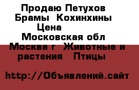 Продаю Петухов - Брамы, Кохинхины › Цена ­ 1 000 - Московская обл., Москва г. Животные и растения » Птицы   